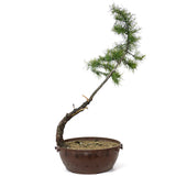 American Larch - D84