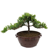 Dwarf Japanese Garden Juniper - D85