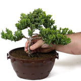 Dwarf Japanese Garden Juniper - D85