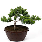 Dwarf Japanese Garden Juniper - D85
