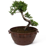 Dwarf Japanese Garden Juniper - D86