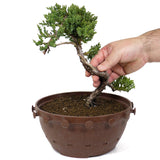 Dwarf Japanese Garden Juniper - D86