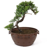 Dwarf Japanese Garden Juniper - D86