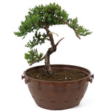 Dwarf Japanese Garden Juniper - D86