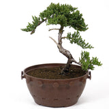 Dwarf Japanese Garden Juniper - D86