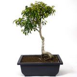 Ficus Too Little Bonsai  D87
