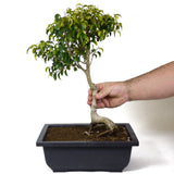 Ficus Too Little Bonsai  D87