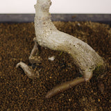 Ficus Too Little Bonsai  D87