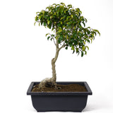 Ficus Too Little Bonsai  D87