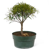 Ficus Neriifolia Pre-Bonsai D88
