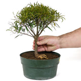 Ficus Neriifolia Pre-Bonsai D88