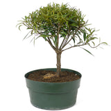 Ficus Neriifolia Pre-Bonsai D88