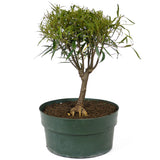 Ficus Neriifolia Pre-Bonsai D88
