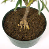 Ficus Neriifolia Pre-Bonsai D88