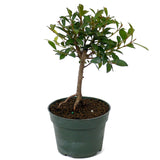 Eugenia Pre-Bonsai D89