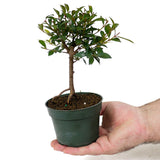 Eugenia Pre-Bonsai D89