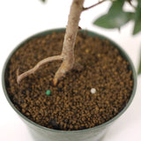 Eugenia Pre-Bonsai D89