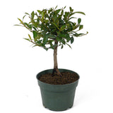 Eugenia Pre-Bonsai D90