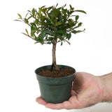 Eugenia Pre-Bonsai D90