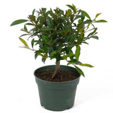 Eugenia Pre-Bonsai D90