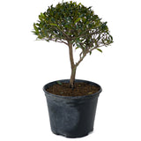 Teenie Genir Eugenia Pre-Bonsai D91
