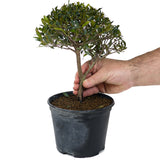 Teenie Genir Eugenia Pre-Bonsai D91