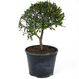 Teenie Genir Eugenia Pre-Bonsai D91