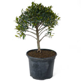 Teenie Genie Eugenia Pre-Bonsai D92