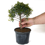 Teenie Genie Eugenia Pre-Bonsai D92