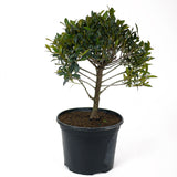 Teenie Genie Eugenia Pre-Bonsai D92