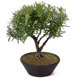 Rosemary D93