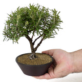 Rosemary D93