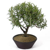 Rosemary D93