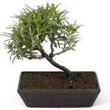 Rosemary D94