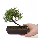 Rosemary D94