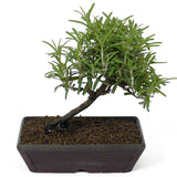 Rosemary D94