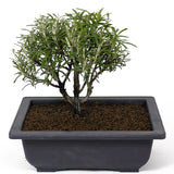 Rosemary D95