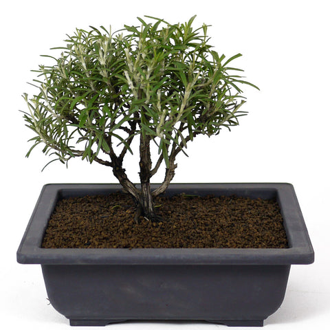 Rosemary D95