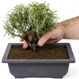 Rosemary D95