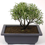 Rosemary D95