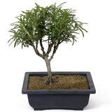 Rosemary D96