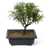 Rosemary D96