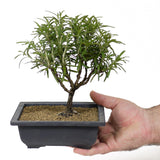Rosemary D96