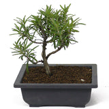 Rosemary D97