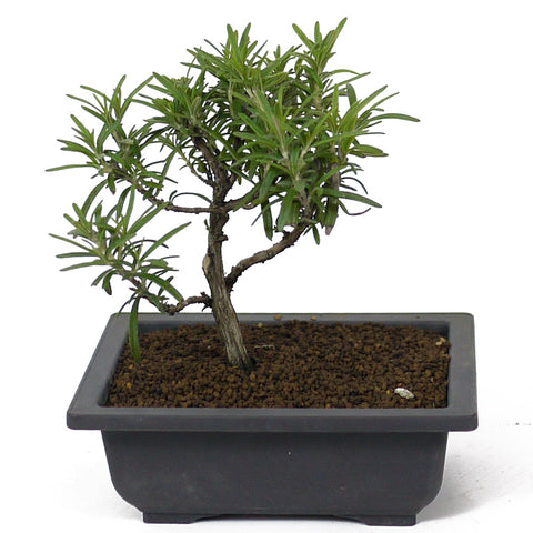 Rosemary D97