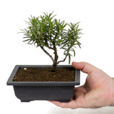 Rosemary D97