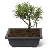 Rosemary D97