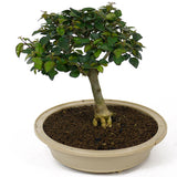 Parrot's Beak Bonsai D98