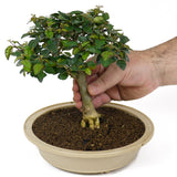 Parrot's Beak Bonsai D98
