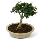 Parrot's Beak Bonsai D98